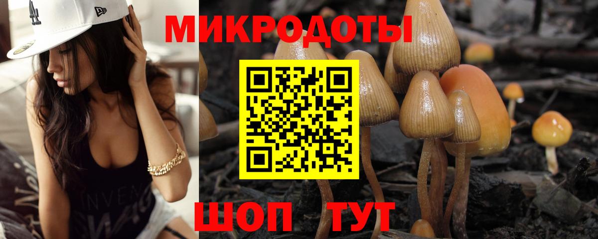 Псилоцибиновые грибы Psilocybe Ессентуки